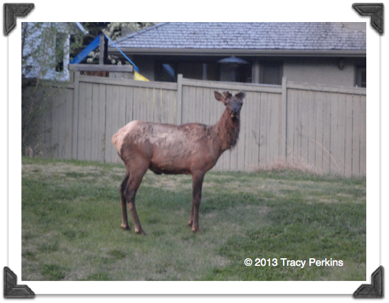 Part of a herd of elk in this "suburban" neighborhood--in the Rockies.