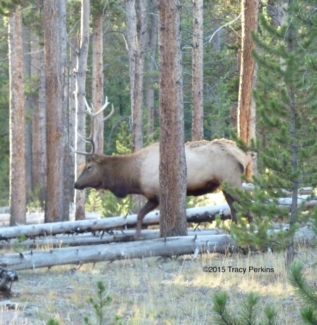 A neighborly bull elk in Yellowstone National Park.